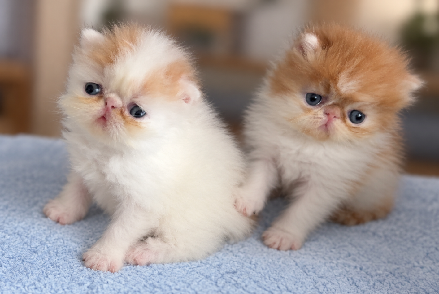 Two fluffy Persian kittens sitting together